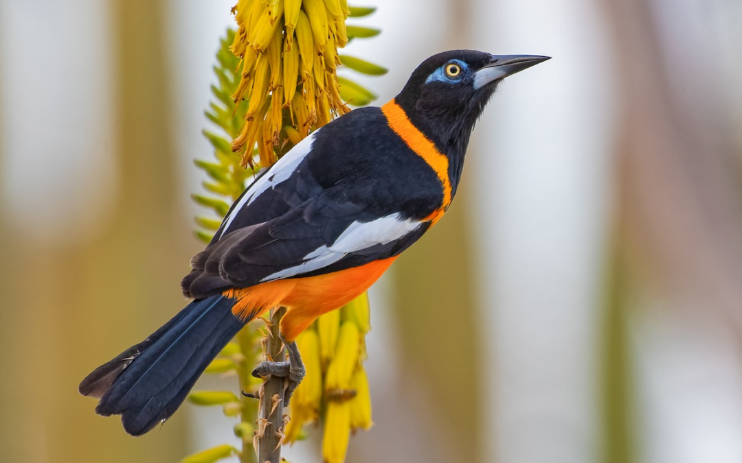 The Colorful Charmer: Meet the Aruban Trupial!