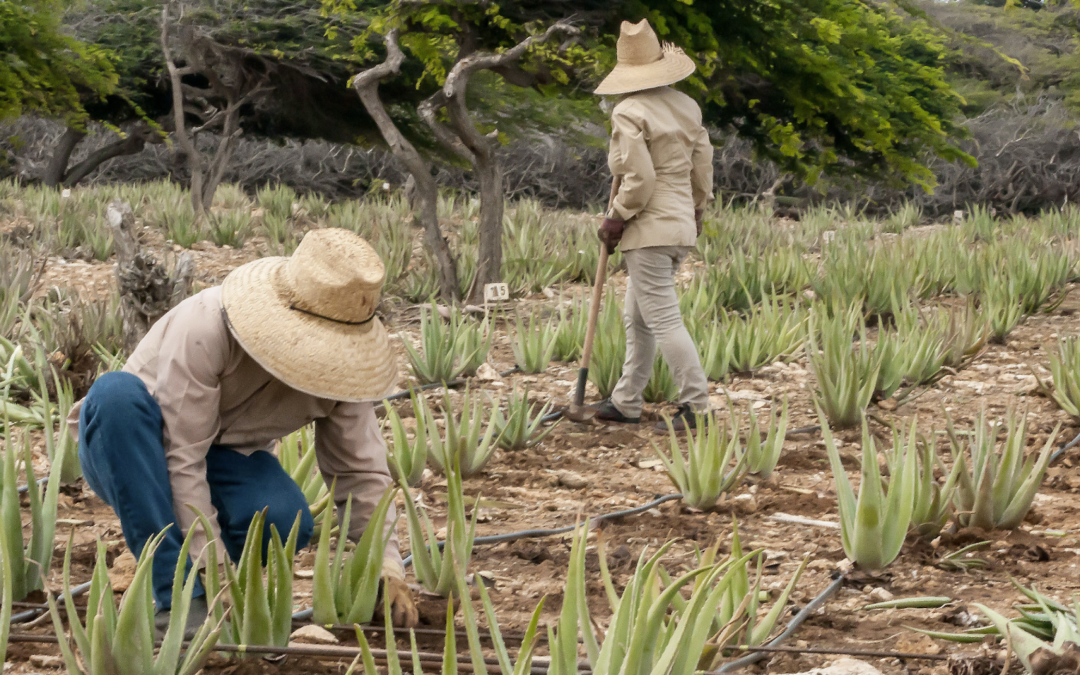 Aruba Aloe: Cultivating Nature’s Healing Power Since 1890