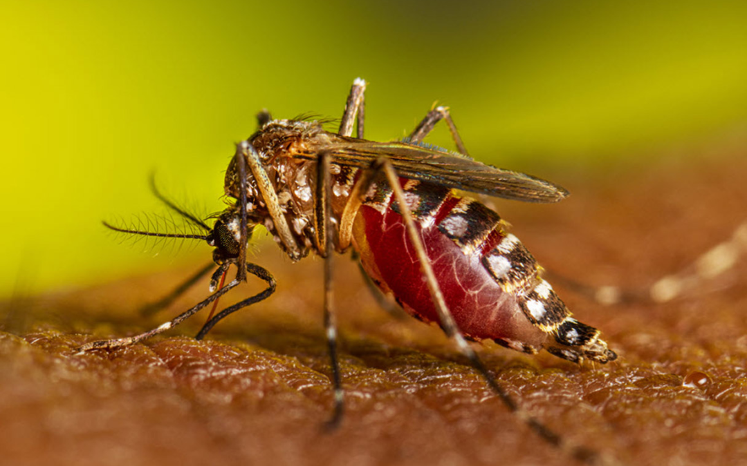 Aruba Health Authorities Clarify: No Dengue Outbreak Despite Recent Alert