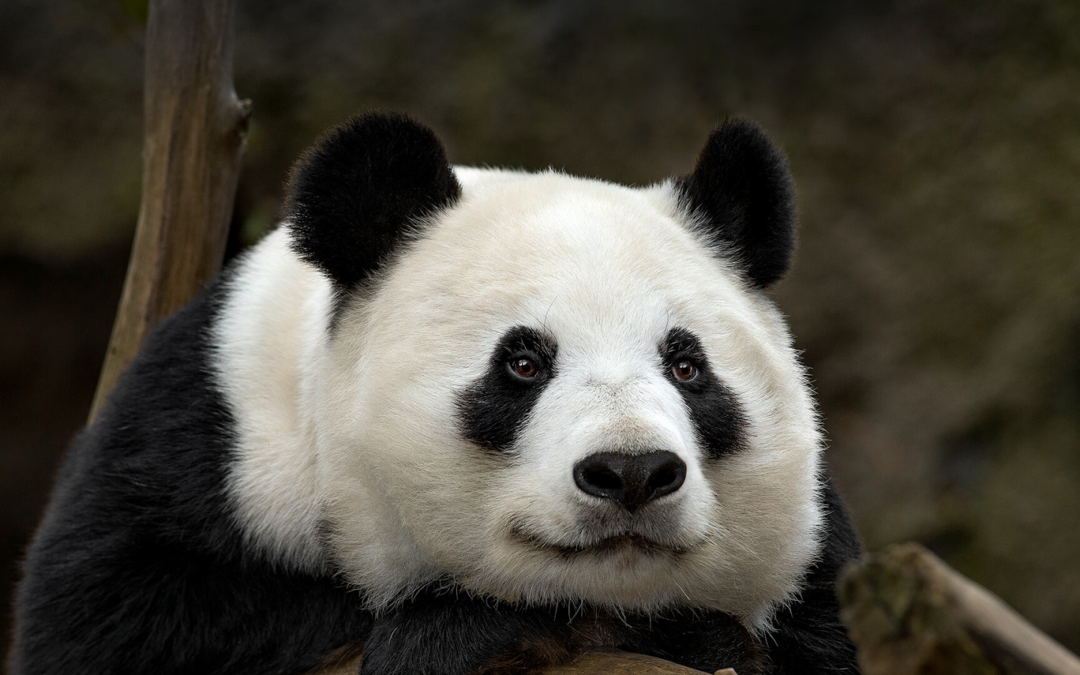 Giant Pandas on the Move: China’s Gesture of Friendship to San Diego Zoo