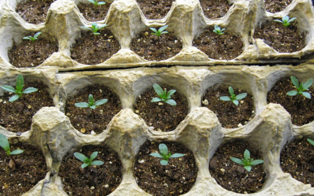 Revamping Your Home Farming with Recycled Egg Cartons