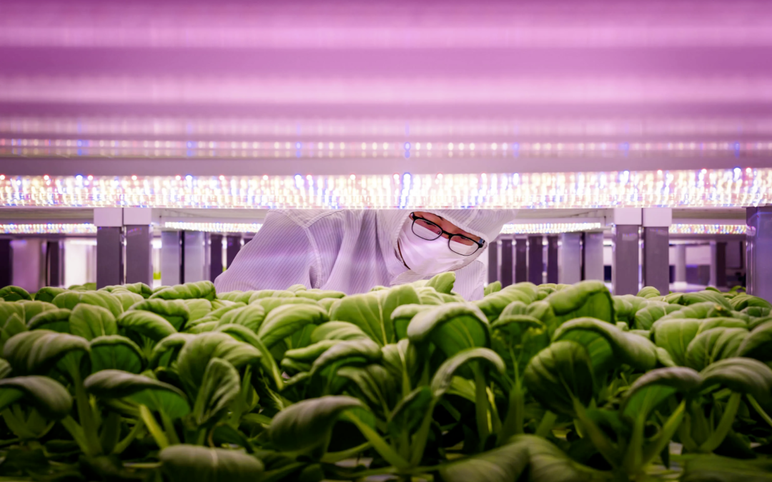 Vertical Farming Takes Root in Unexpected Places: Abandoned Coal Mines