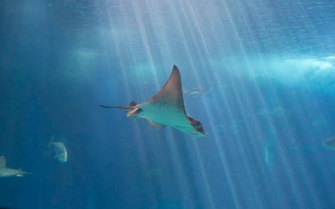 Mystery at the Aquarium: North Carolina Stingray Pregnant Without a Mate