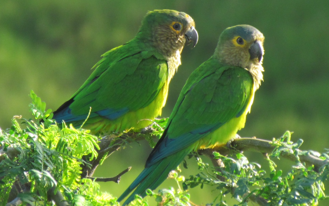 Discovering the Vibrant Prikichi: Aruba’s Charming National Bird