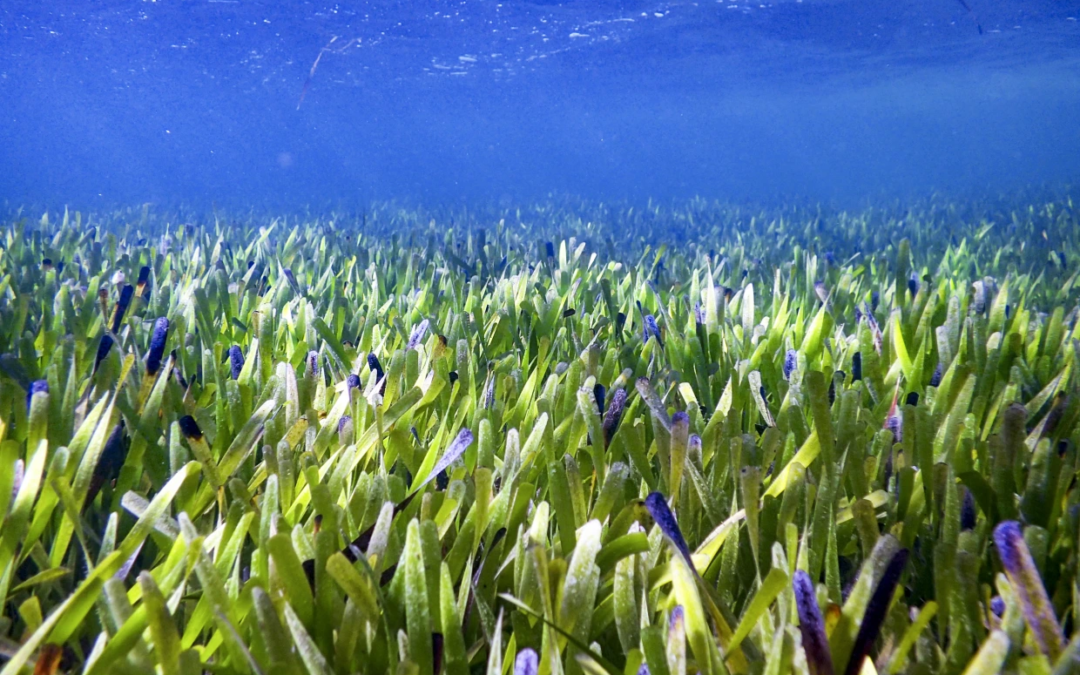 World Seagrass Day – Protection of this crucial ecosystem is essential