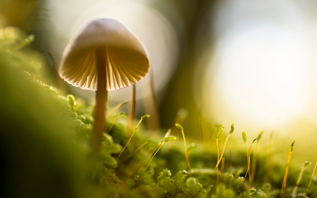 Who Runs the World? Tiny Ancient Superorganisms!