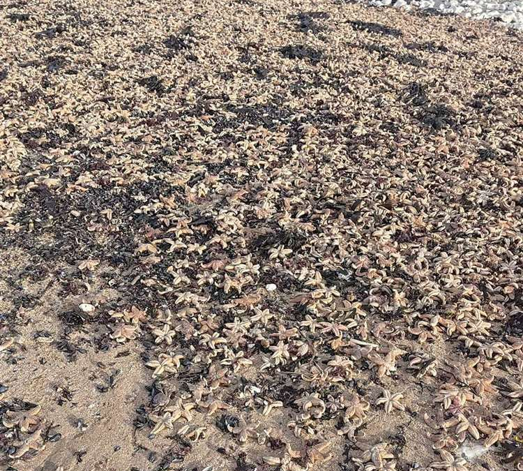 Starfish Strandings Blanket Margate Beach After Stormy Weather