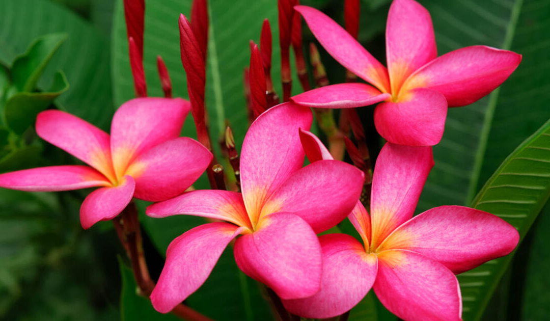 The Allure of the Frangipani: Aruba’s Fragrant Favorite