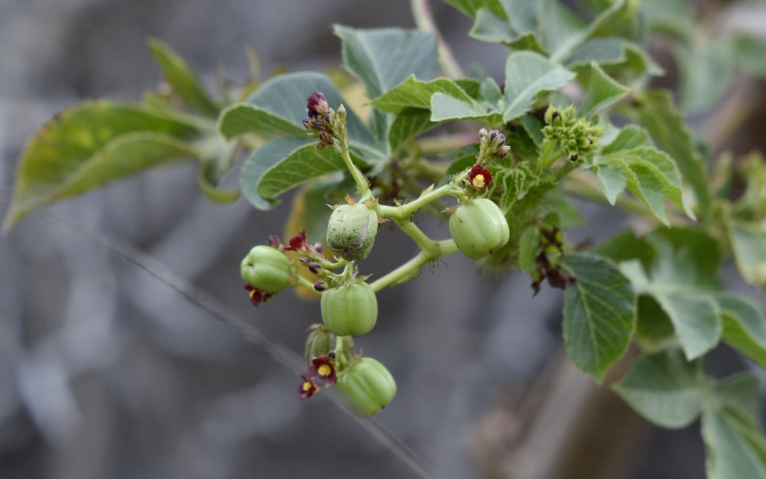 Bellyache Bush: Unveiling the Wonders and Warnings of Aruba’s Seida Plant