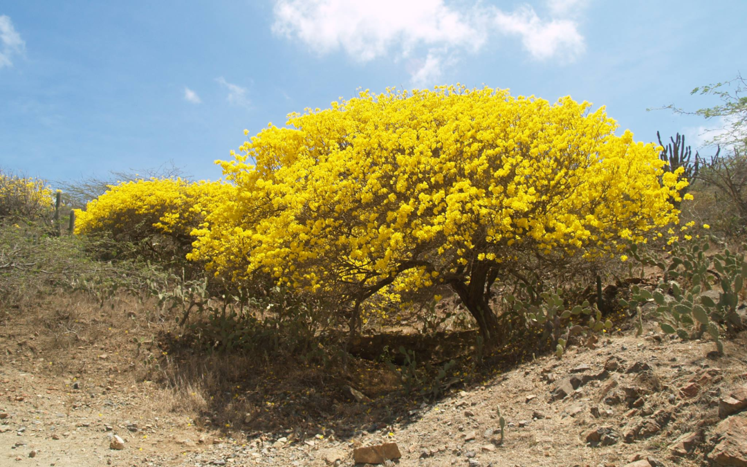 Kibrahacha: The Flamboyant Flair of Aruba’s Golden Tree