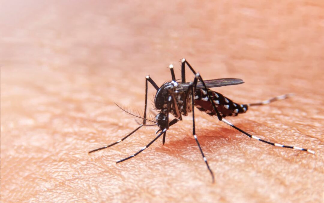 Dengue Cases on the Rise in Aruba: Public Health Officials Urge Vigilance