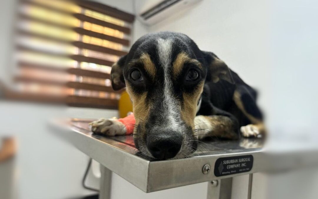 Warrior Khalisee Loses Fight for Survival, Sparking Global Outrage Against Animal Cruelty in Aruba