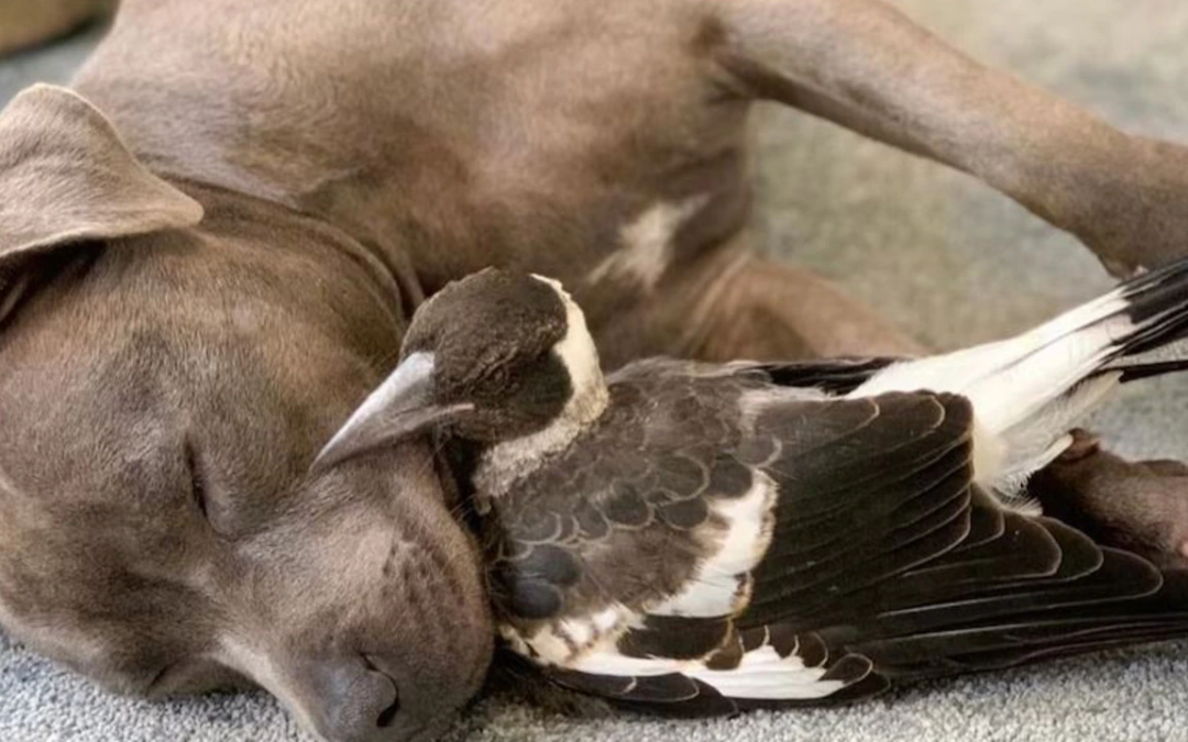 Unlikely Internet Stars: Dog and Magpie Separated by Wildlife Officials Has Fans Outraged