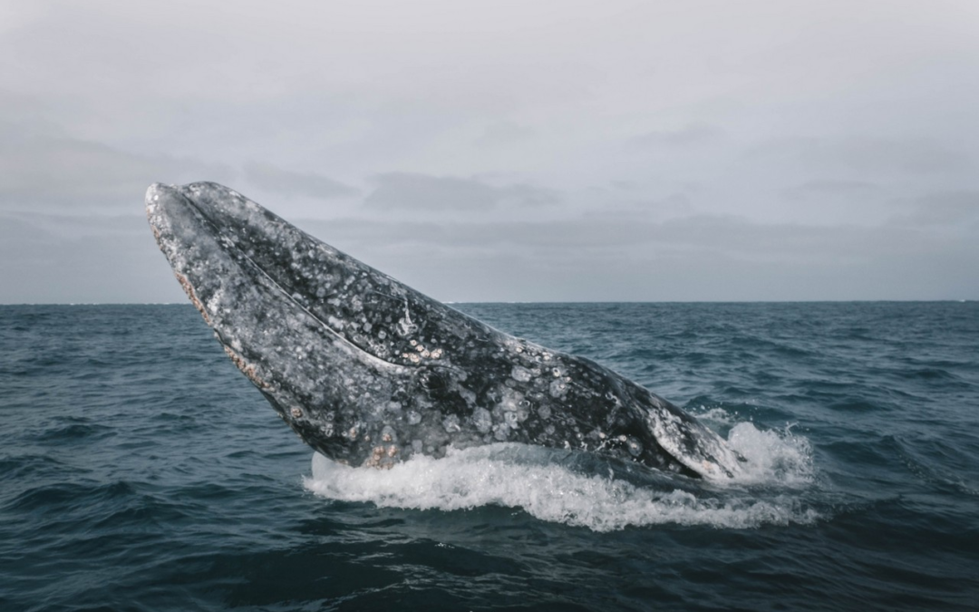 Gone But Not Forgotten: Ghost of the Atlantic, Gray Whale Makes Surprise Reappearance!