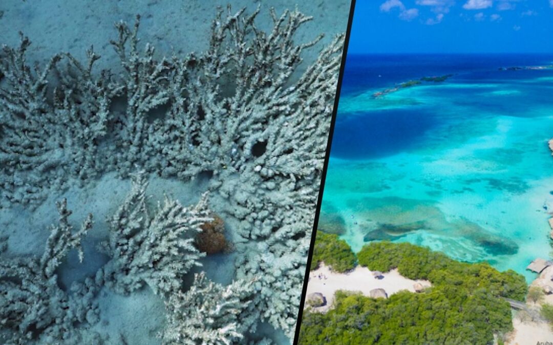World’s Oceans Hit Record High Temperatures, Raising Fears of Widespread Coral Bleaching in the Caribbean, including Aruba