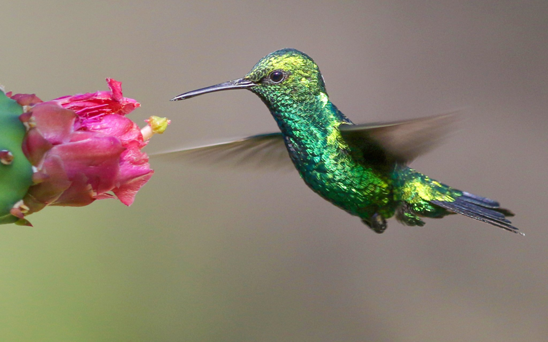 Aruba’s Tiny Treasure: The Blenchi (Hummingbird)