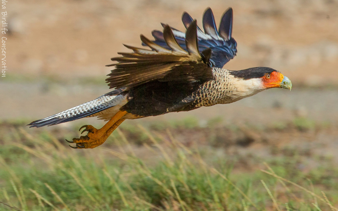 Soaring High: The Majestic Warawara of Aruba