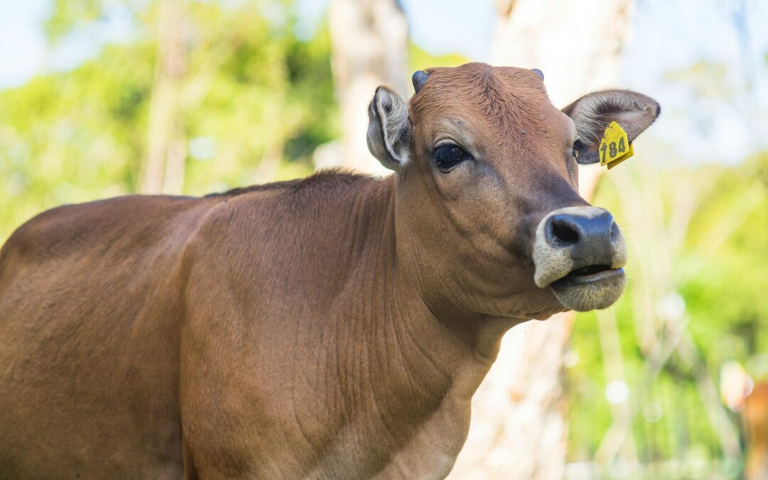 Moo-dicine Makes History: First Cow Produces Human Insulin in Milk