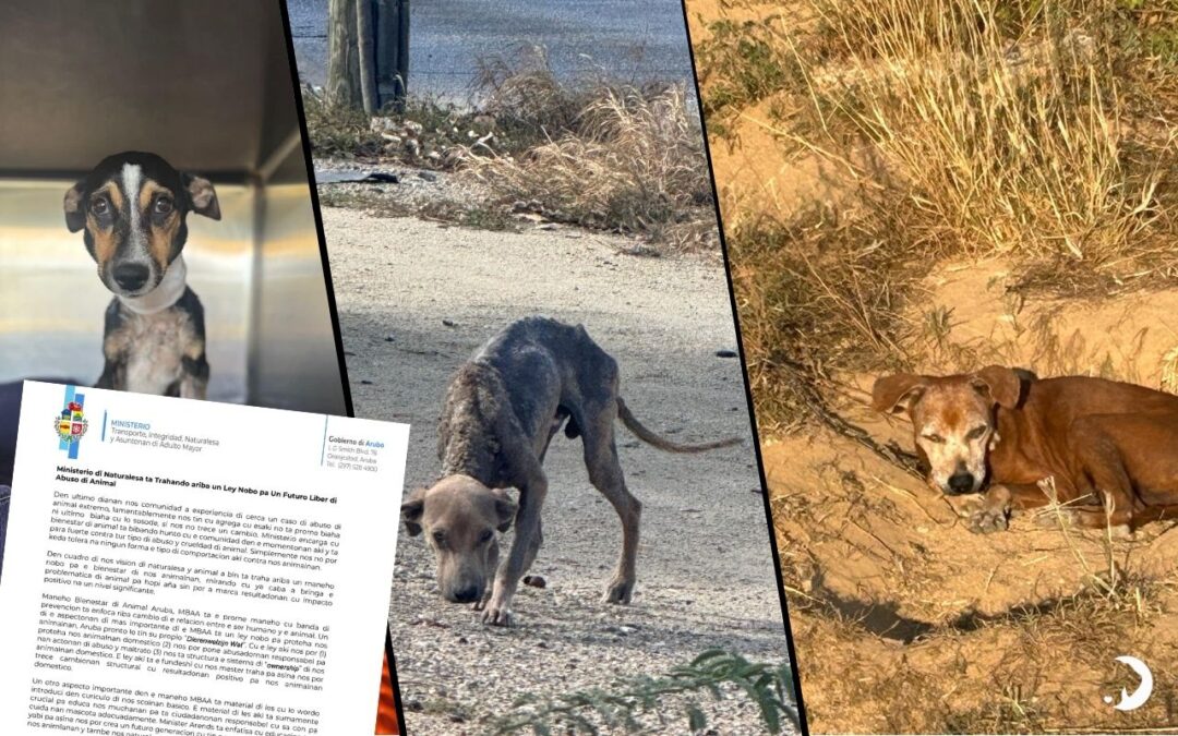 Aruba Strengthens Animal Welfare Measures After Public Outcry Over Dog’s Abuse