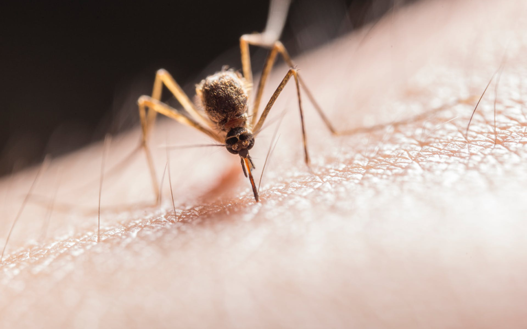 Aruba takes preventive measures to avoid Dengue outbreak