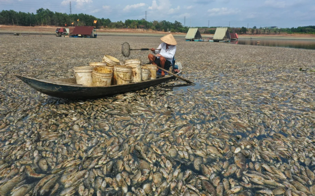 Heatwave Devastation: Hundreds of Thousands of Fish Perish in Vietnamese Reservoir