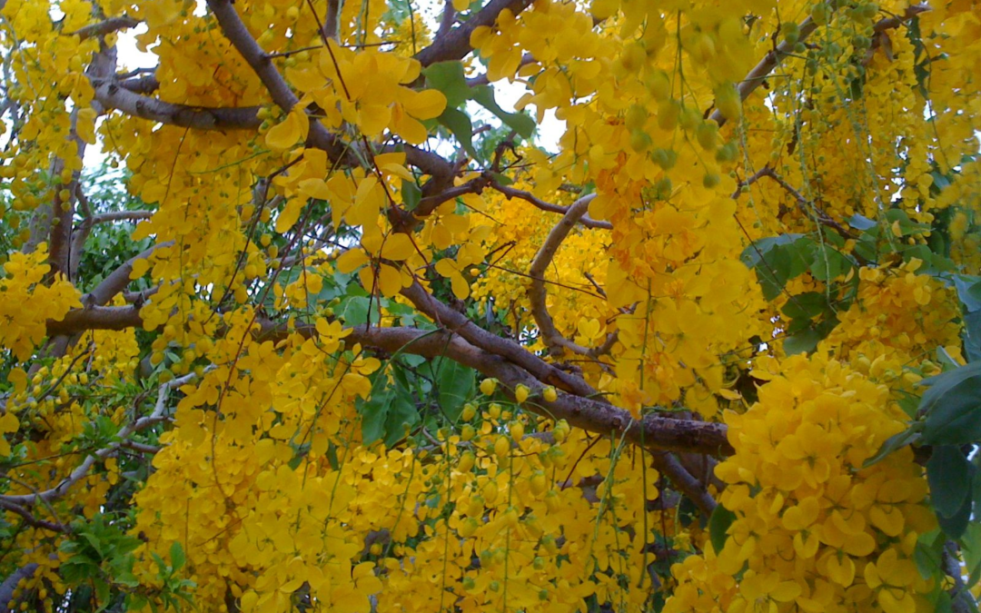 Aruba’s Kibrahacha Tree: A Blooming Wonder