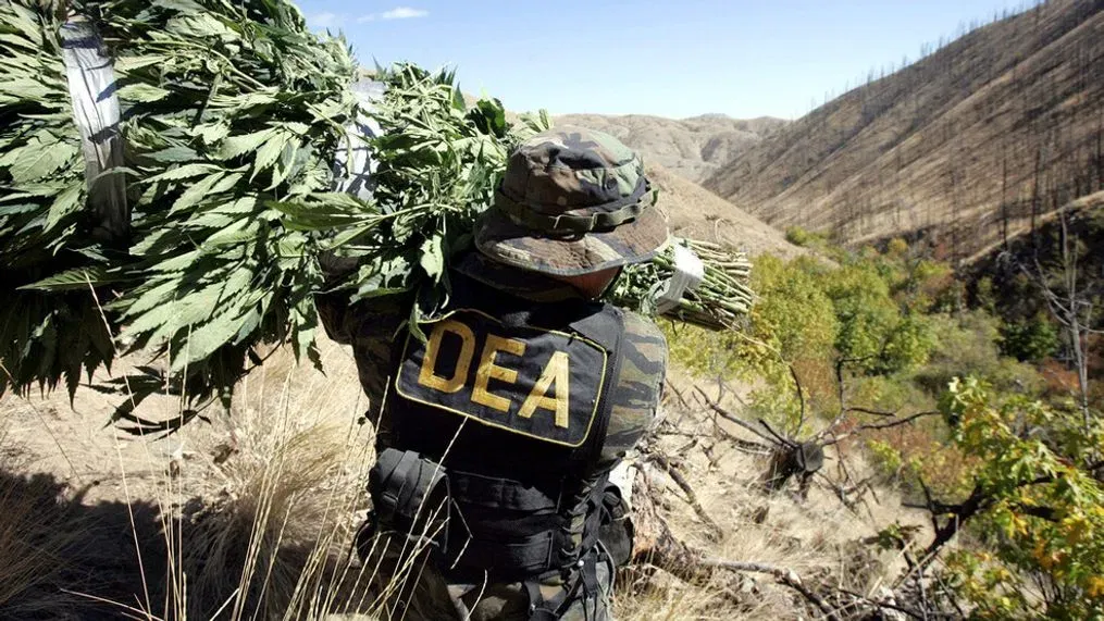 DEA Plans to Reclassify Marijuana, But Will Remain a Controlled Substance