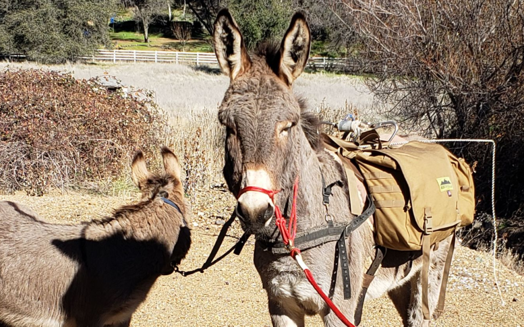 Runaway Donkey Found Living Among Elk Herd After Five Years