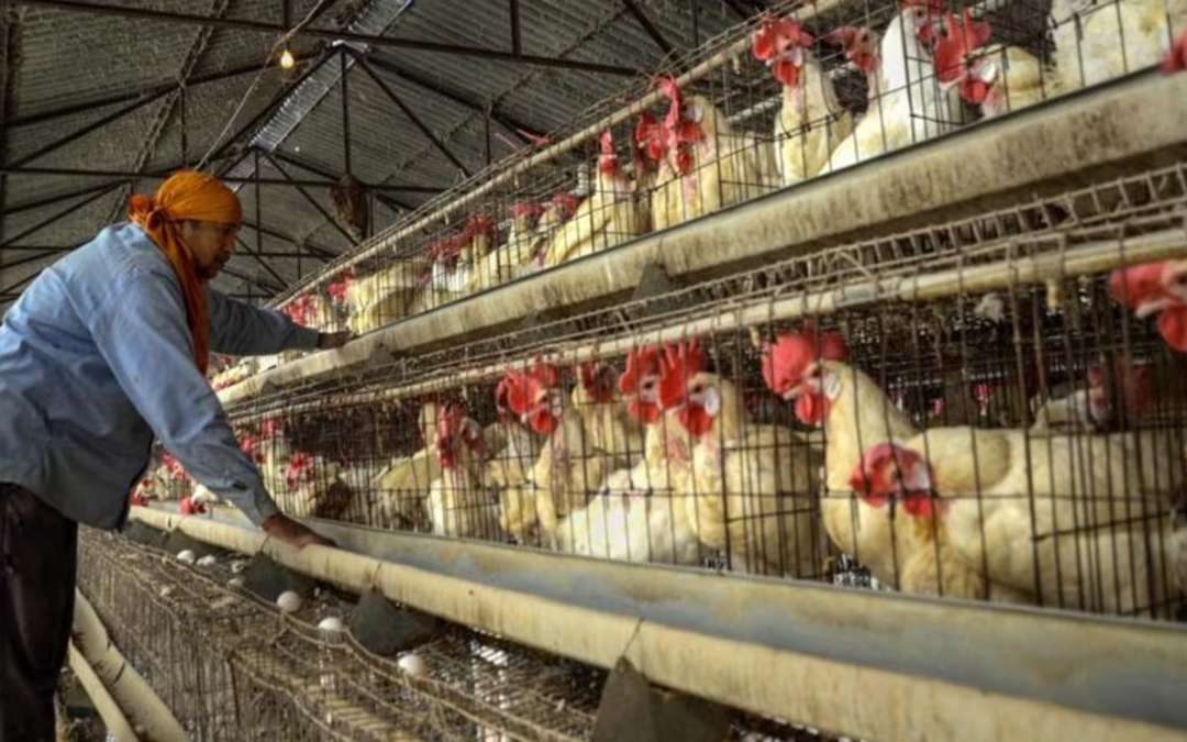 WHO Confirms First Human Fatality from Bird Flu A(H5N2) in Mexico