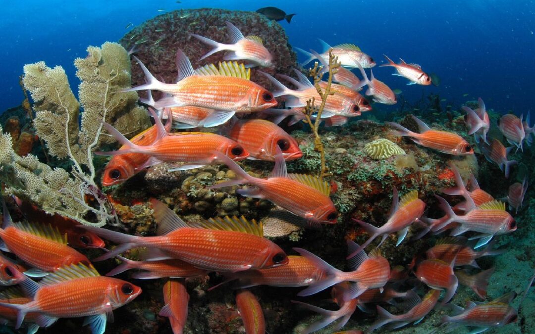 Do You Know The Name of Fish in Papiamento?: Candelchi