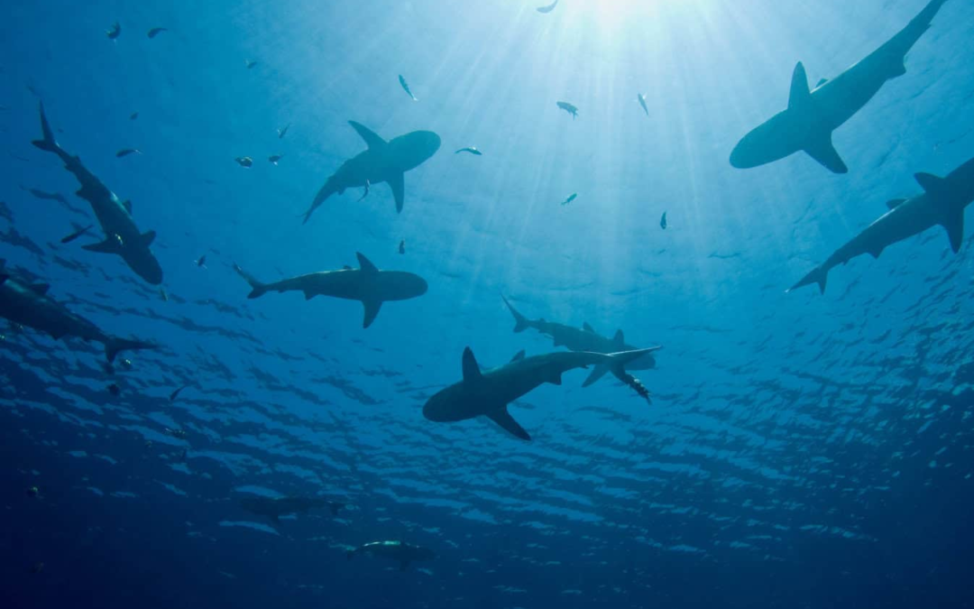 Brazilian Sharks Test Positive for Cocaine in Landmark Study
