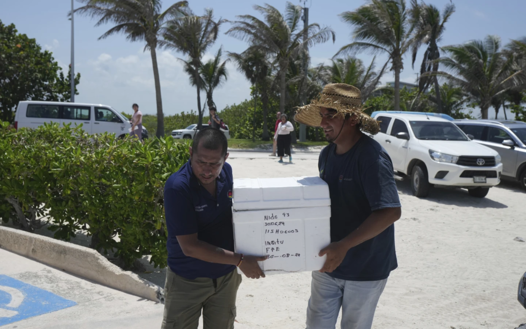 Mexico Evacuates Sea Turtle Eggs as Hurricane Beryl Approaches Yucatan Peninsula