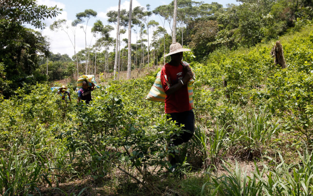 Colombian Farmers Struggle as Coca Substitution Program Falters
