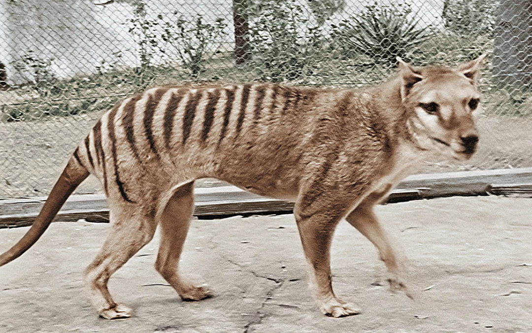 Scientists Make Breakthrough in Effort to Resurrect Tasmanian Tiger from Extinction
