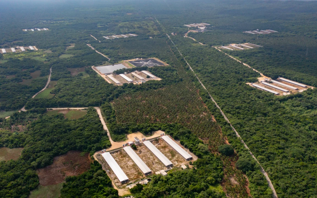 Pig Mega-Farms in Mexico: Environmental Crisis in Yucatán