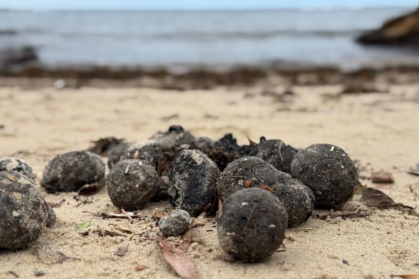 Foul-Smelling Black Balls on Sydney Beaches Identified as Bizarre ‘Fatbergs’