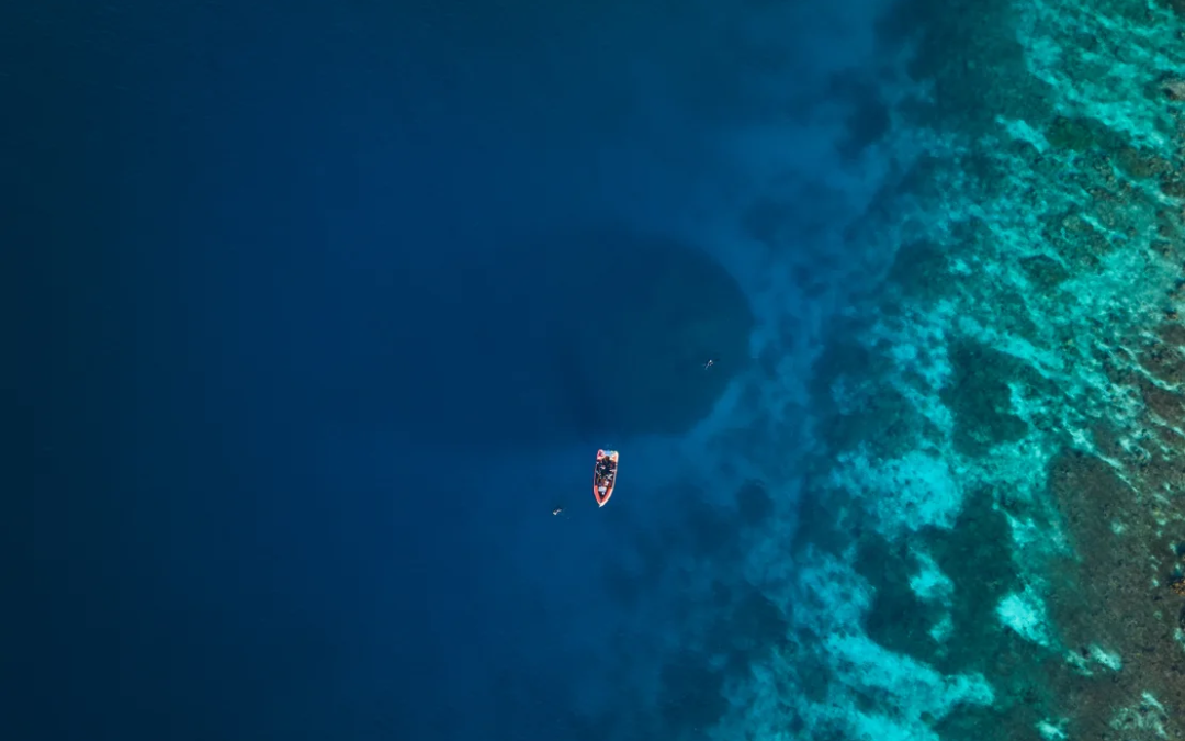 World’s Largest Coral Discovered in the Southwest Pacific, Visible from Space