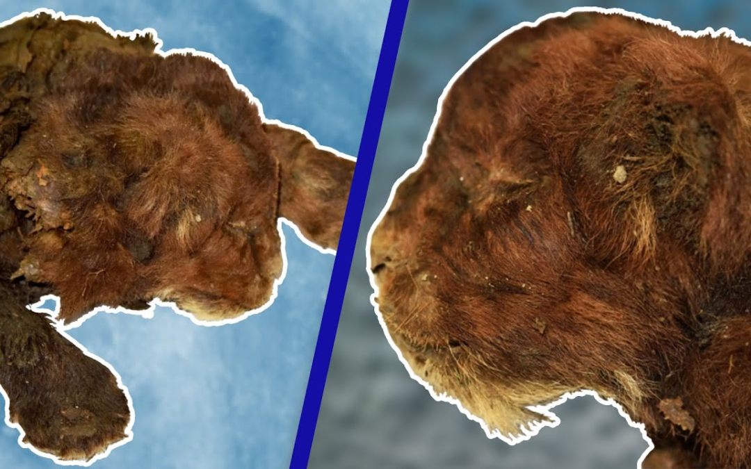 Ice Age Saber-Toothed Cat Cub Unearthed in Siberia: A Glimpse Into the Past