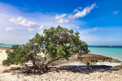 Should the Aruba Tourism Authority Be More Independent?