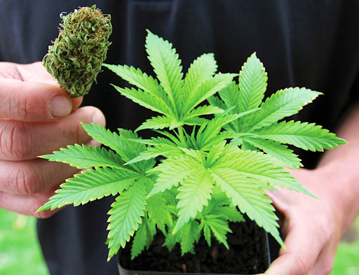 The Rise of High-Potency Cannabis: A Double-Edged Sword