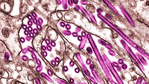 ‘Alarming’ Mutations Found in H5N1 Bird Flu Virus in Canadian Teen