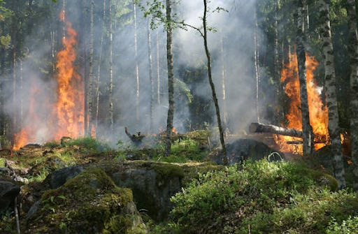 Hottest January on Record Sparks Climate Breakdown Warnings