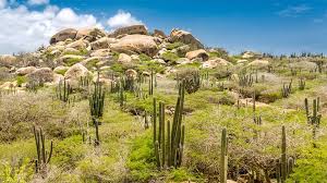 Exploring Aruba on Foot: Top Hiking Trails for Nature Lovers