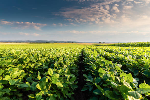 Soybeans and the Cost of Conflict in the Global Economy