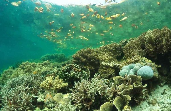 Why Aruba’s Coral Reefs Need You: A Call to Action for Locals and Visitors