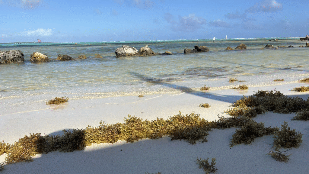 Early sargassum seaweed arrival on the shores of Sorobon beach Bonaire 2026