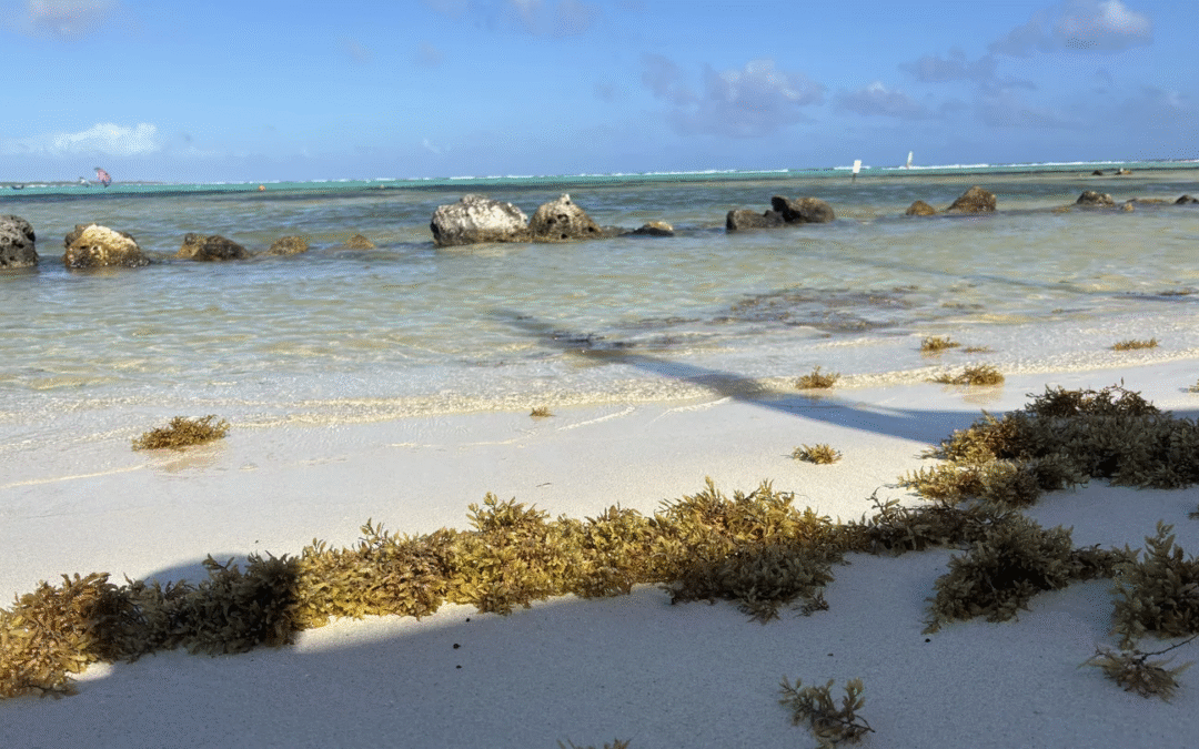 Early Sargassum Arrival at Sorobon Raises Alarm